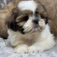Biscuit, mâle type shih tzu petit modèle #1