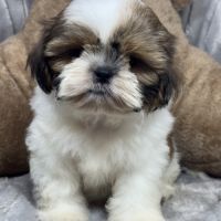 Biscuit, mâle type shih tzu petit modèle #2