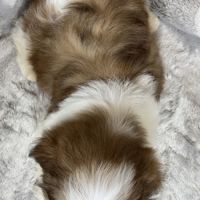 Biscuit, mâle type shih tzu petit modèle #5