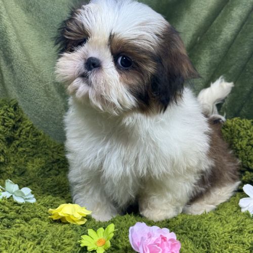 Baba, mâle type shih tzu petit modèle