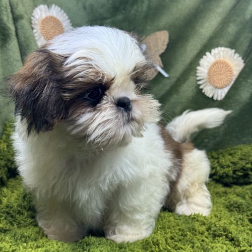 Baba, mâle type shih tzu petit modèle #2