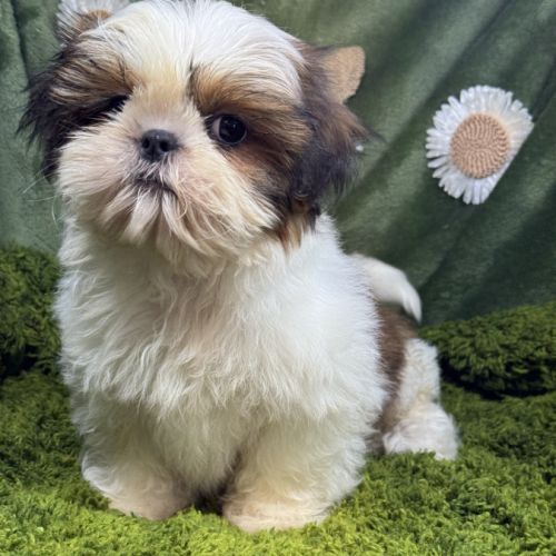 Baba, mâle type shih tzu petit modèle #3