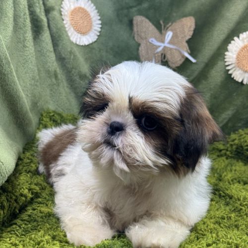 Baba, mâle type shih tzu petit modèle #4