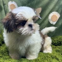 Baba, mâle type shih tzu petit modèle #2