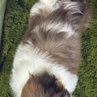 Baba, mâle type shih tzu petit modèle #5