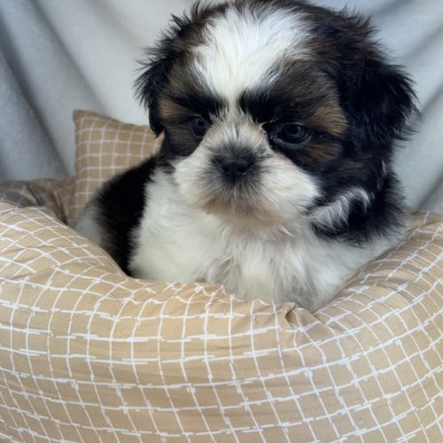 Bloomy, femelle shih tzu lof #1