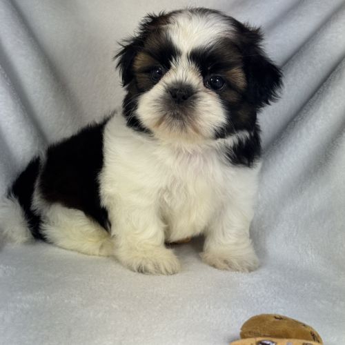 Bloomy, femelle shih tzu lof