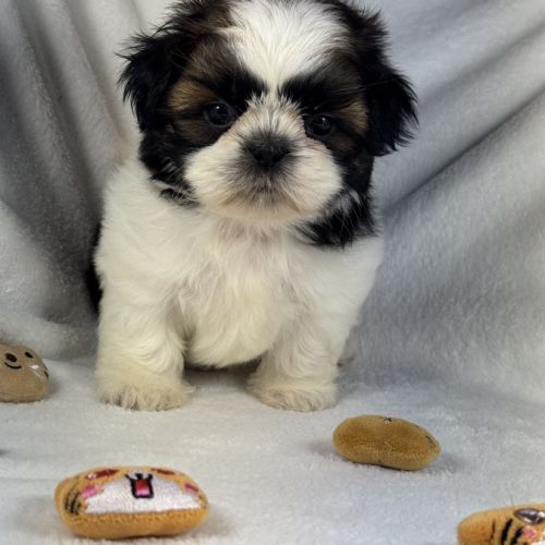 Bloomy, femelle shih tzu lof #3