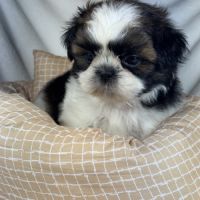 Bloomy, femelle shih tzu lof #1