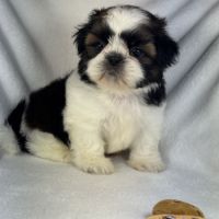 Bloomy, femelle shih tzu lof