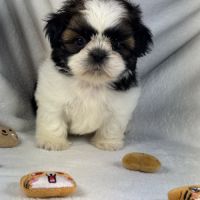 Bloomy, femelle shih tzu lof #3