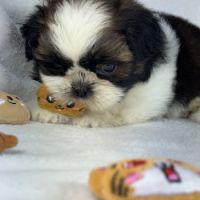 Bloomy, femelle shih tzu lof #4