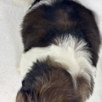 Bloomy, femelle shih tzu lof #5