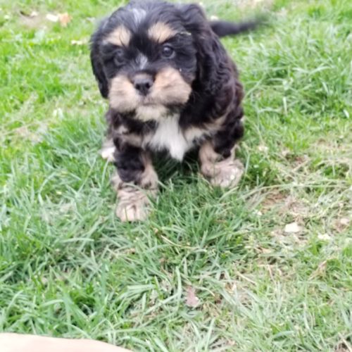 Magnifiques chiots cocker anglais non lof #1