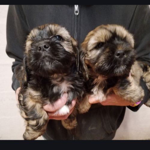 Magnifiques chiots cocker anglais non lof