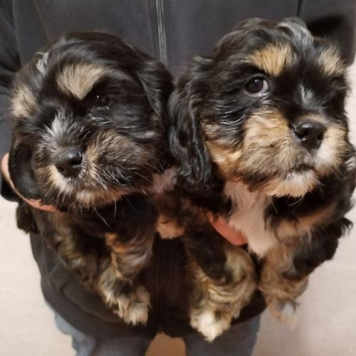 Magnifiques chiots cocker anglais non lof #4