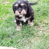 Magnifiques chiots cocker anglais non lof #1