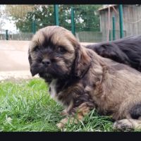 Magnifiques chiots cocker anglais non lof #2