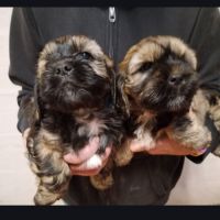 Magnifiques chiots cocker anglais non lof #0