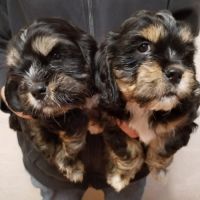 Magnifiques chiots cocker anglais non lof #4