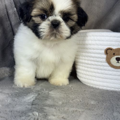 Babette, femelle shih tzu lof #2