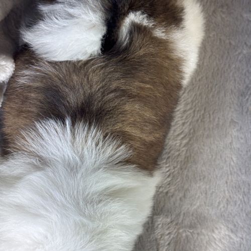 Babette, femelle shih tzu lof #5