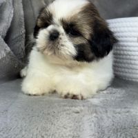 Babette, femelle shih tzu lof #1