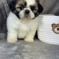 Babette, femelle shih tzu lof #2