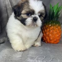 Babette, femelle shih tzu lof