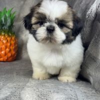 Babette, femelle shih tzu lof #4