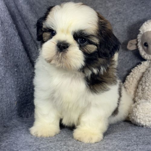 Benson, mâle shih tzu lof