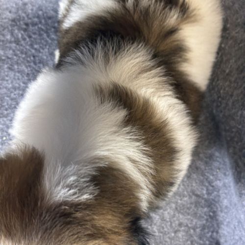 Benson, mâle shih tzu lof #5