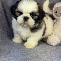Benson, mâle shih tzu lof #2
