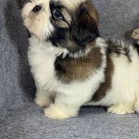 Benson, mâle shih tzu lof #3