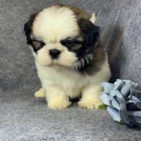 Benson, mâle shih tzu lof #4