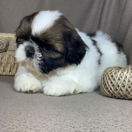 Barbie, femelle shih tzu , lof #1
