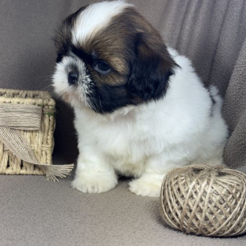 Barbie, femelle shih tzu , lof #2