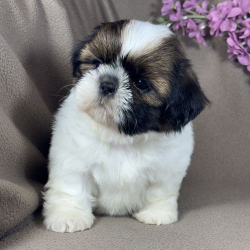 Barbie, femelle shih tzu , lof #3