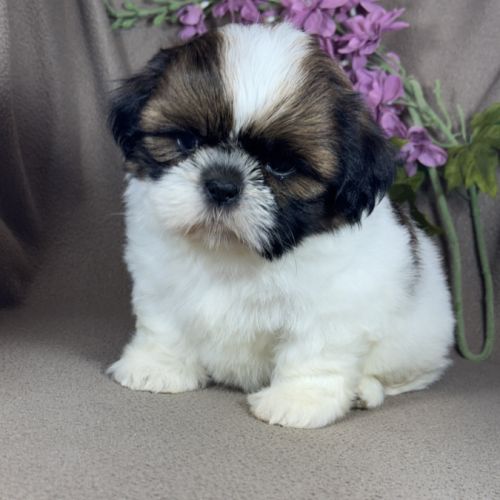 Barbie, femelle shih tzu , lof