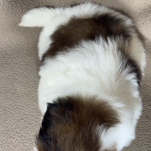 Barbie, femelle shih tzu , lof #5