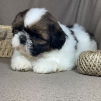 Barbie, femelle shih tzu , lof #1