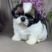 Barbie, femelle shih tzu , lof #0