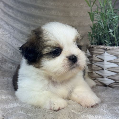 Bart, mâle shih tzu lof #3