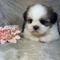 Bart, mâle shih tzu lof #0