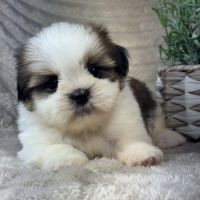 Bart, mâle shih tzu lof #2
