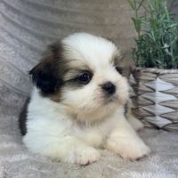 Bart, mâle shih tzu lof #3