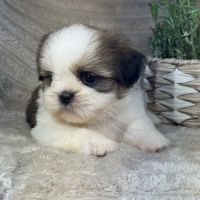 Bart, mâle shih tzu lof #4