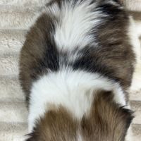 Bart, mâle shih tzu lof #5