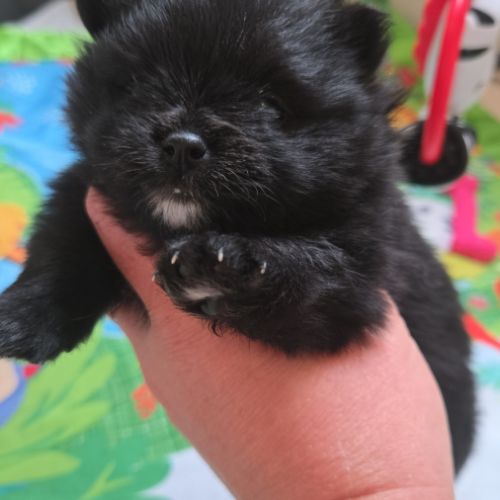 Spitz pomenarien lof #3