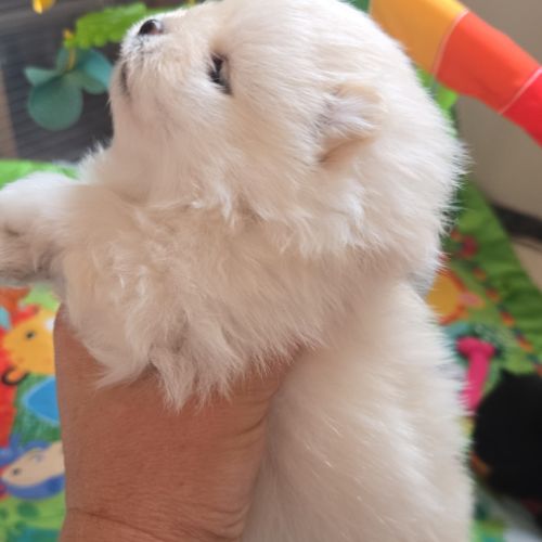 Spitz pomenarien lof #5